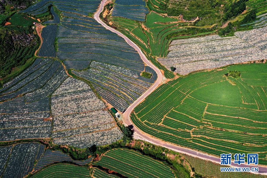 （走向我们的小康生活）（9）贵州威宁：高原“冷凉蔬菜”产业助农脱贫