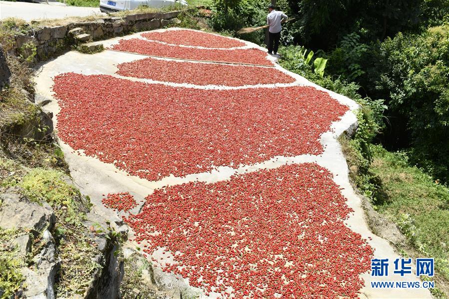 #（經濟）（2）貴州遵義：辣椒豐收助農增收
