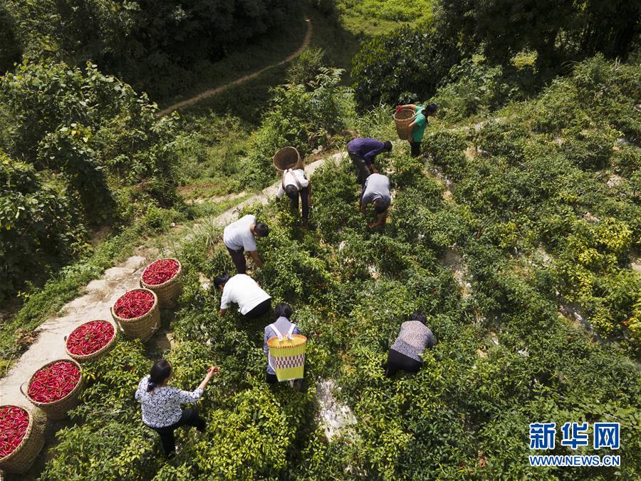 #（經濟）（3）貴州遵義：辣椒豐收助農增收
