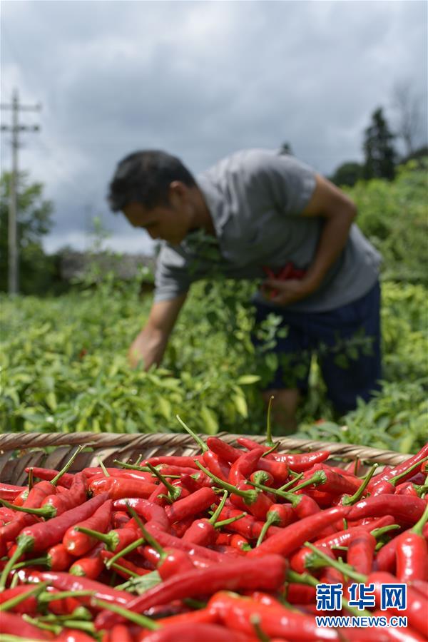 #（經濟）（4）貴州遵義：辣椒豐收助農增收