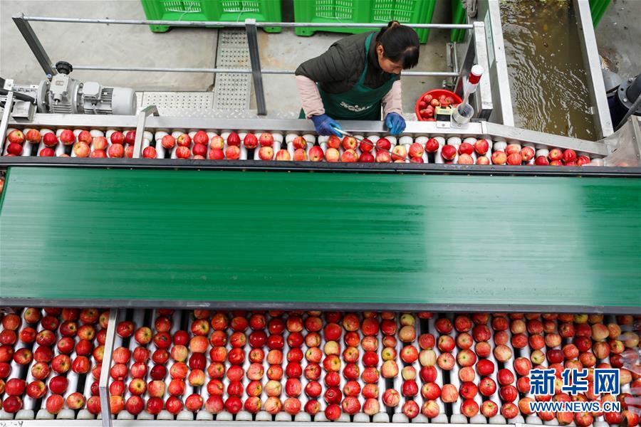 #（新華視界）（2）貴州威寧：蘋果産業助脫貧