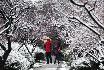 踏雪赏梅