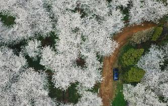 樱花满天赏春光