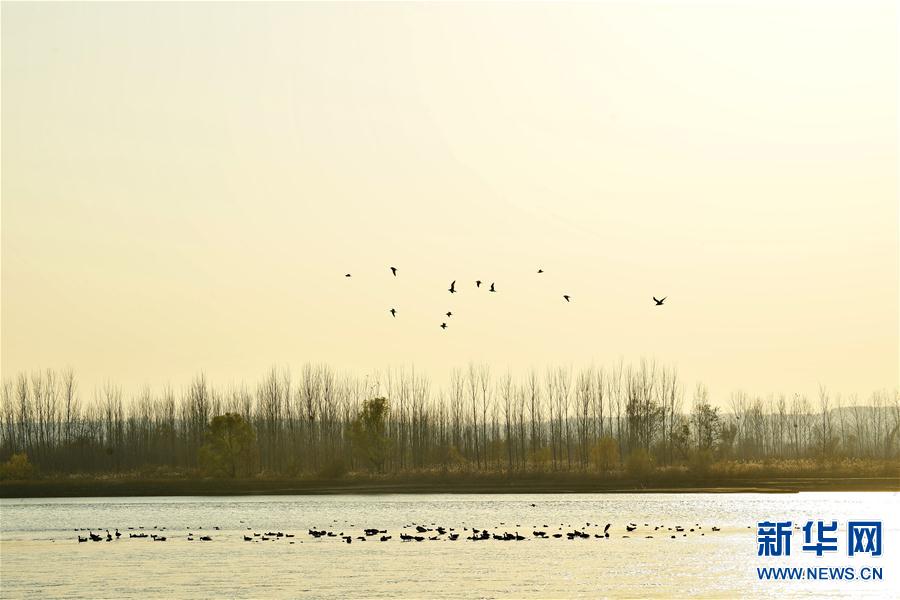 河南洛阳:黄河湿地群鸟翩跹