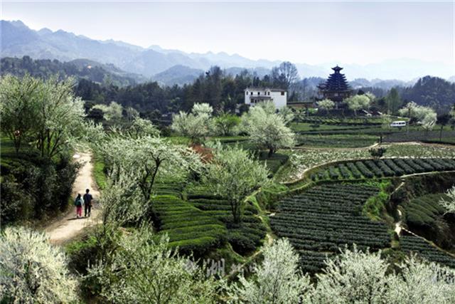 　2014年，恩施市获评“中国名茶之乡”，带动茶农茶企效益不断提高。2016年恩施玉露品牌位列“中国农产品区域公用品牌网络声誉50强”，2017年入选“中国优秀茶叶区域公用品牌”。
