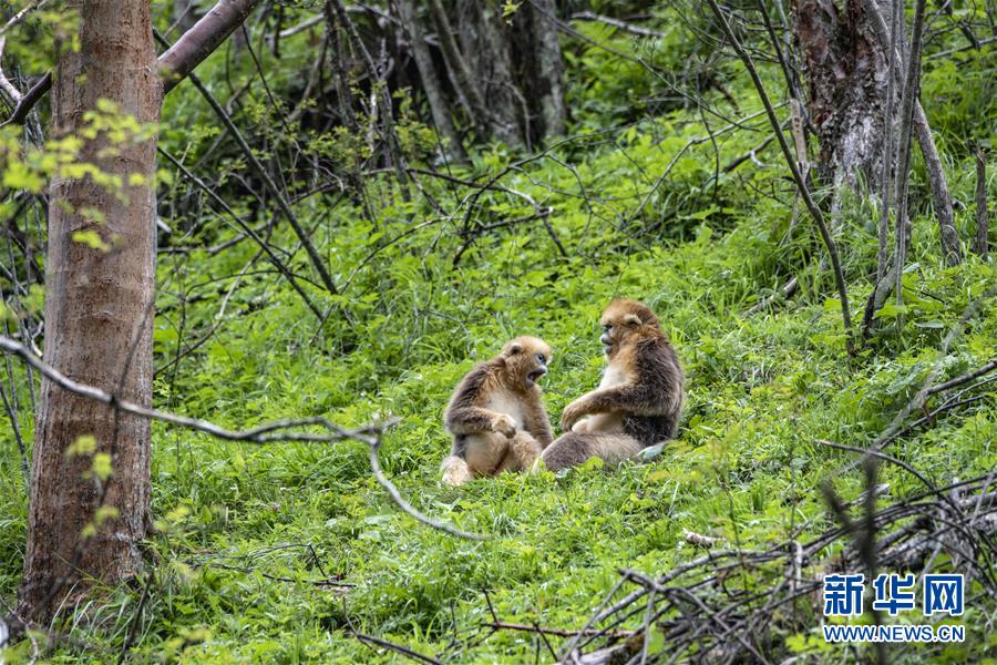 （生态）（6）湖北神农架的金丝猴