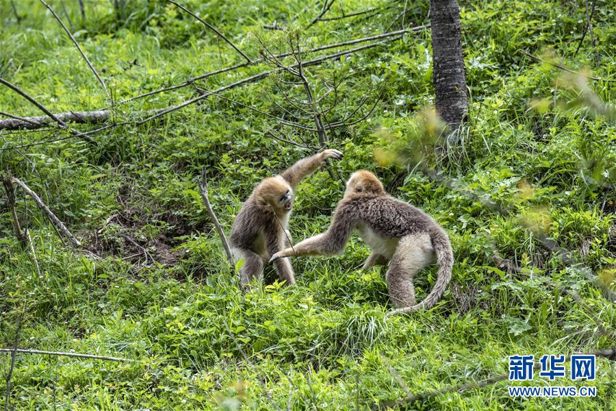 （生态）（8）湖北神农架的金丝猴
