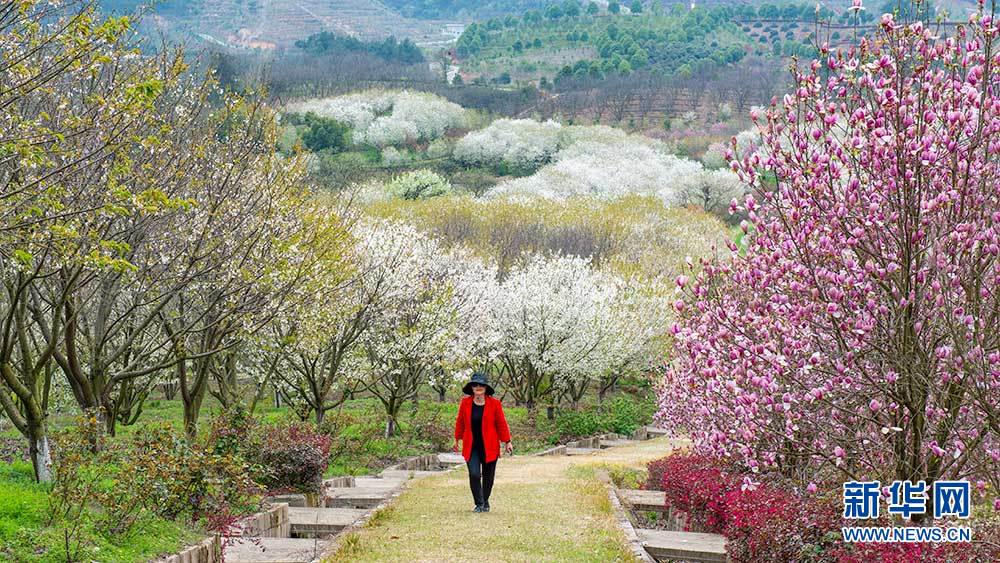 航拍武汉黄陂木兰花谷花香惹人醉