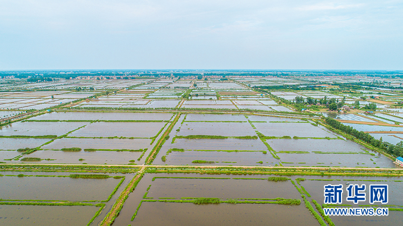 "潜江市虾稻面积已达75万亩,适合虾稻的耕地就100万亩,仅靠这100万亩