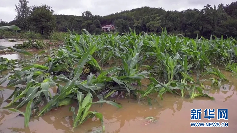 山西水灾造成50亿元经济损失 农作物“抢收抢种”以保产