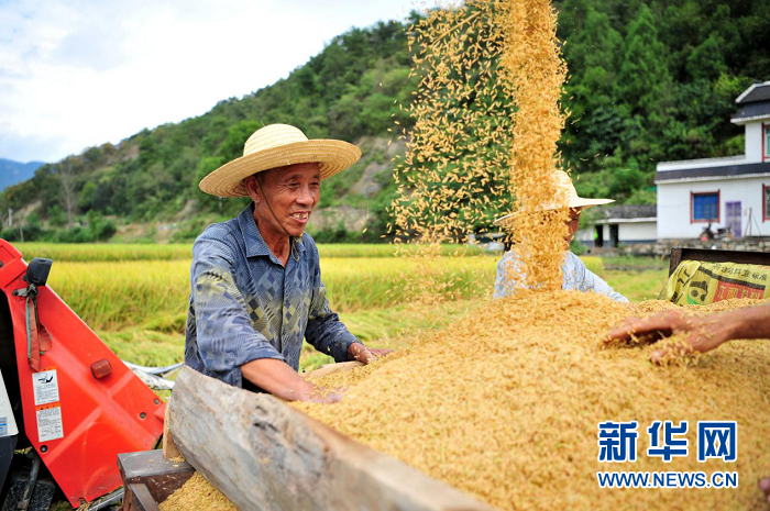 宜昌市夷陵区分乡镇南垭村,村民将自动化收割机采收的稻谷装车.