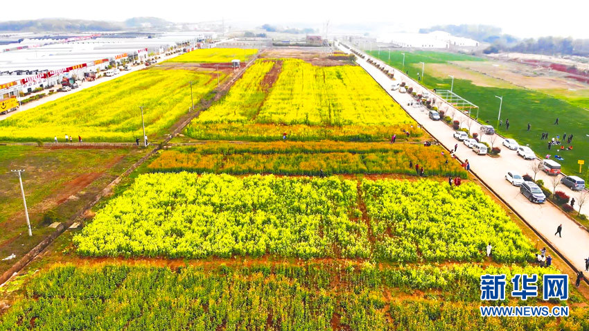 航拍武汉江夏五里界七彩油菜花.新华网 刘生辉 摄