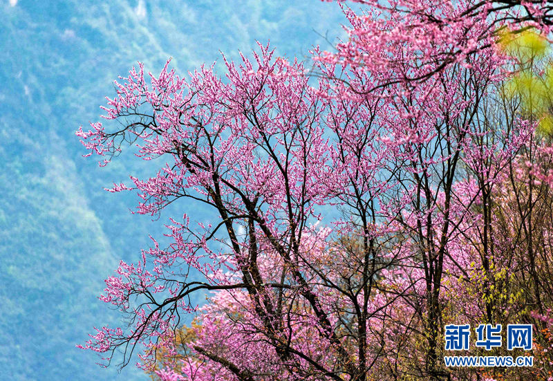 湖北省襄阳市保康县后坪镇车峰坪村漫山遍野的紫荆花(无人机照片.