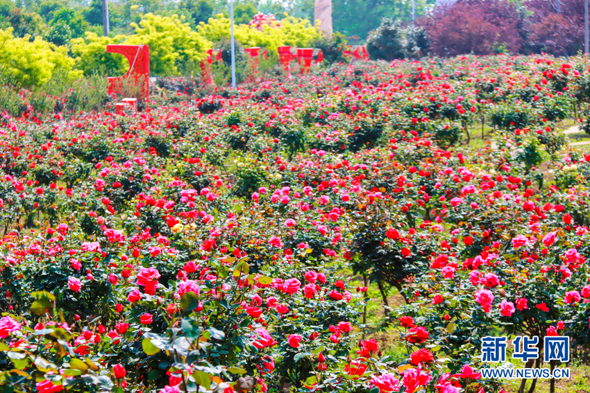 月季花开醉游人乡村旅游热起来