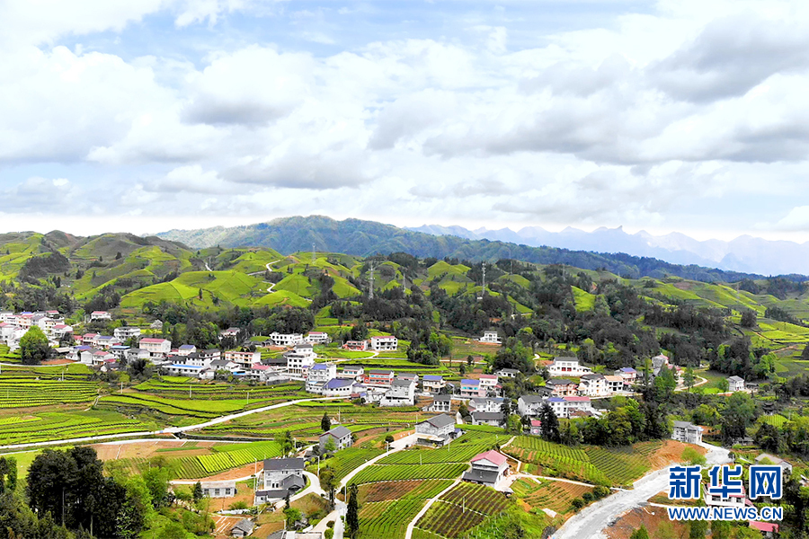 图为湖北省恩施自治州鹤峰县走马镇茶园一景.刘生辉摄 新华网发