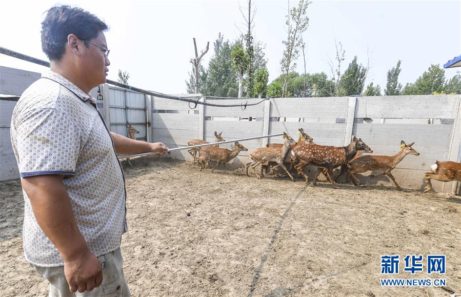 （经济）（2）河北景县：特种养殖致富“鹿”