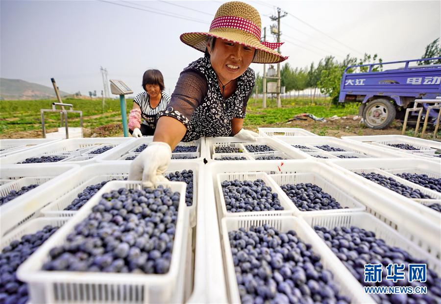 （经济）（1）河北滦县：蓝莓迎来收获季