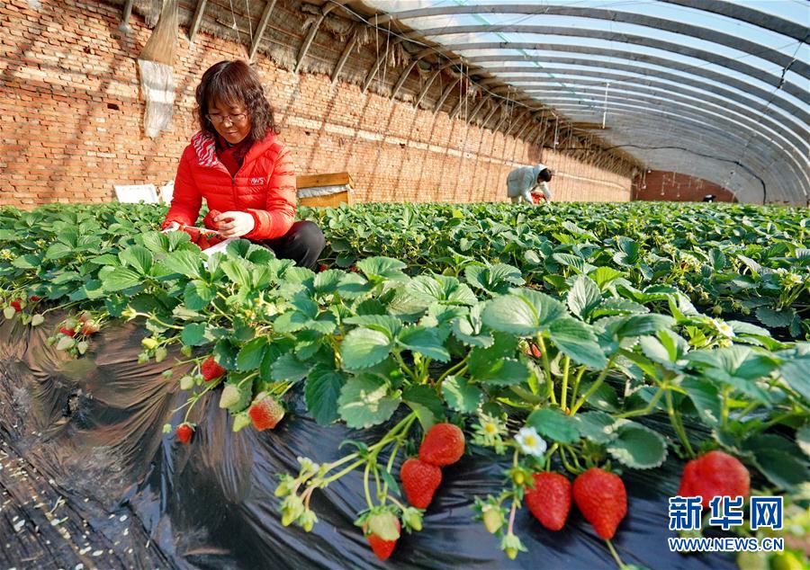 （经济）（1）河北抚宁：小草莓成农民冬季增收“甜心果”