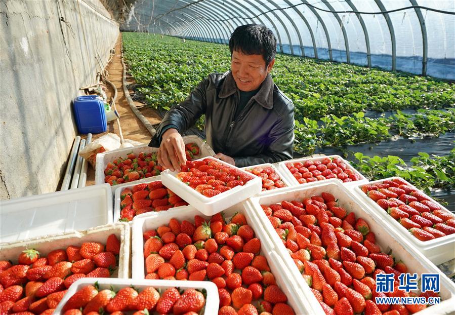 （经济）（2）河北抚宁：小草莓成农民冬季增收“甜心果”