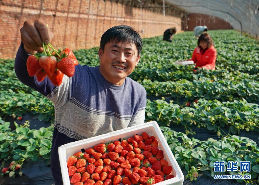 （经济）（3）河北抚宁：小草莓成农民冬季增收“甜心果”