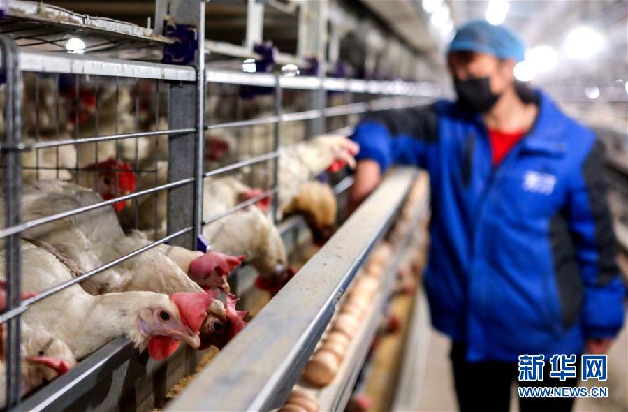 （經濟）（2）河北：穩定畜禽生産 保障産品供應