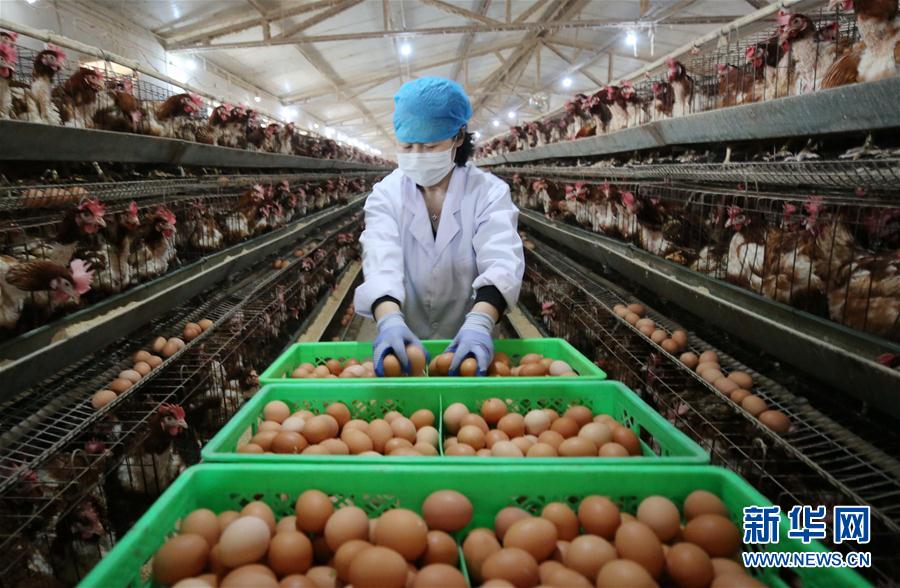 （经济）（5）河北：稳定畜禽生产 保障产品供应