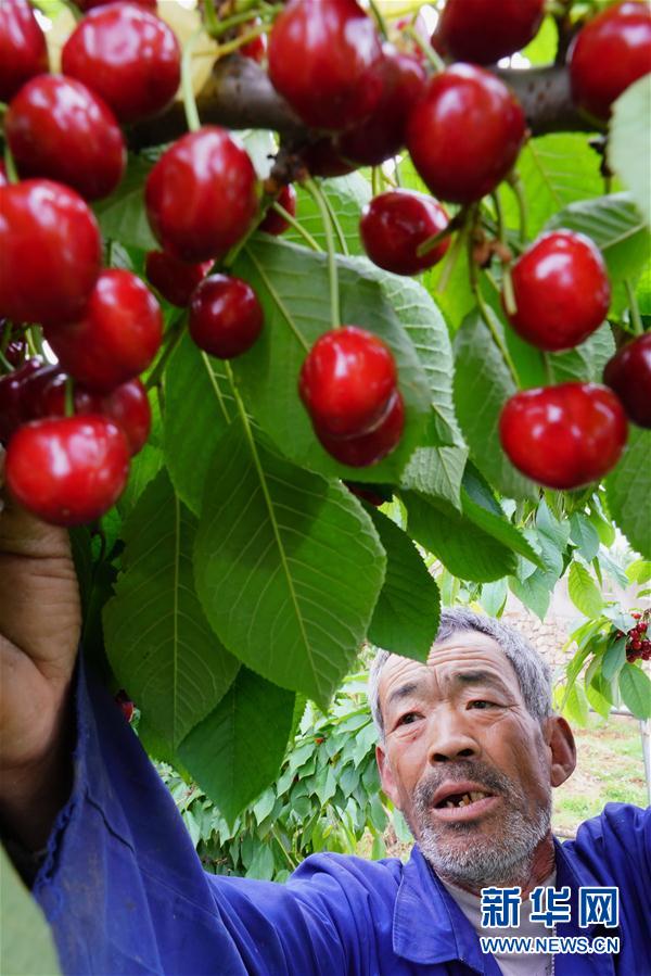 （經濟）（3）河北灤州：大櫻桃甜透果農心