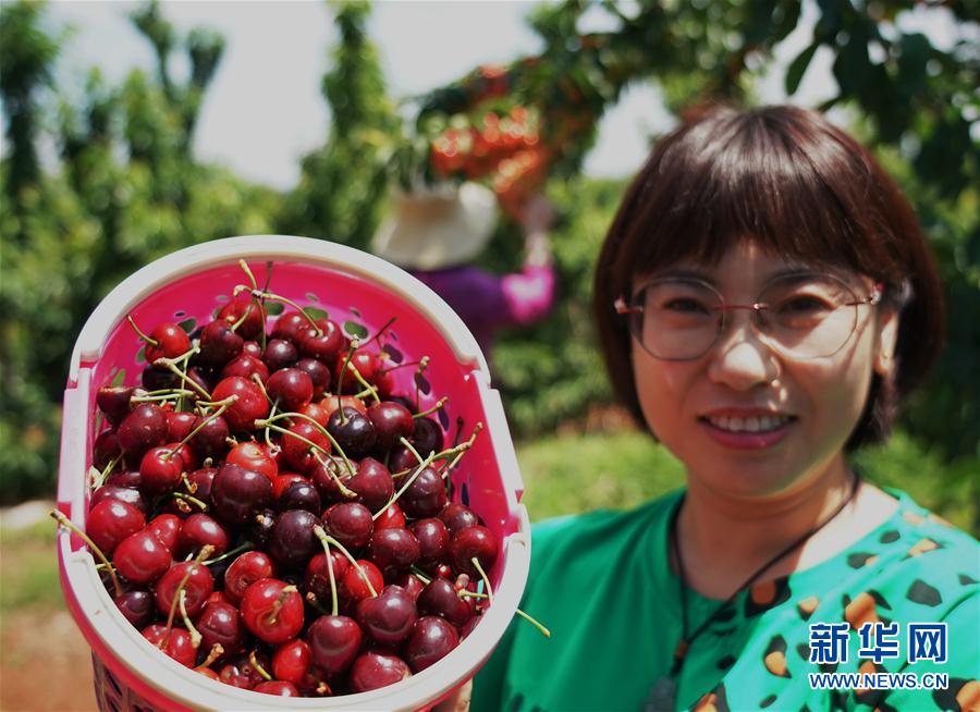 （經濟）（4）河北灤州：大櫻桃甜透果農心