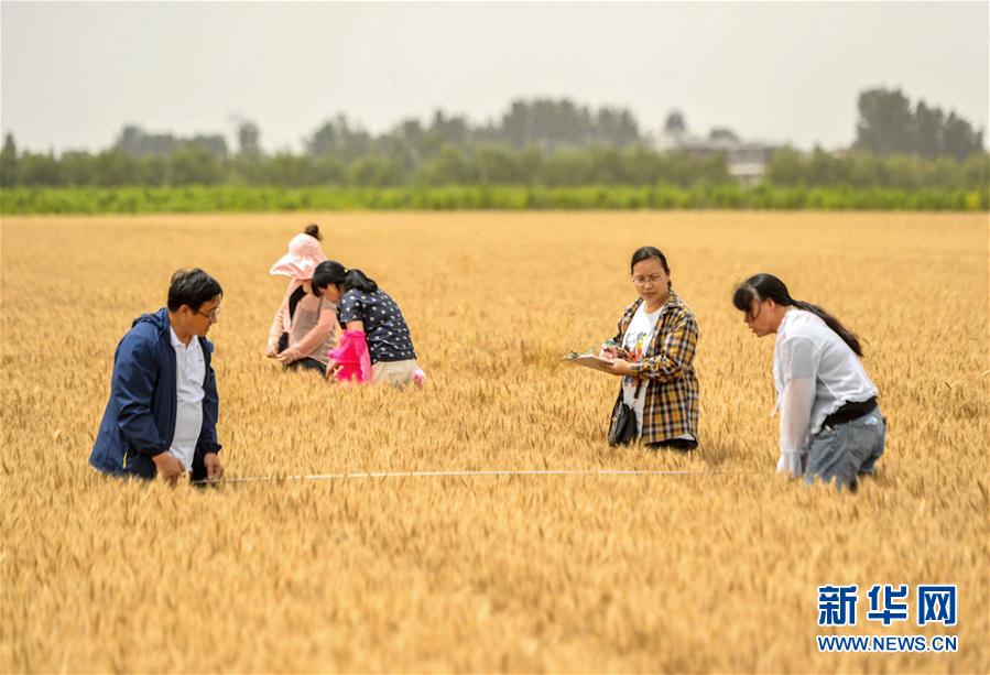 （经济）（1）河北临漳：小麦测产迎丰收