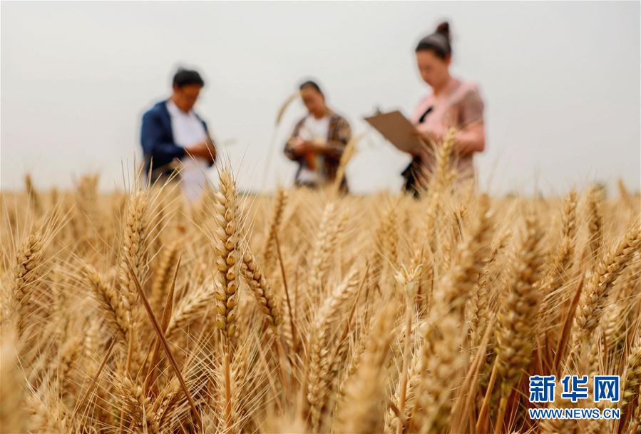 （经济）（3）河北临漳：小麦测产迎丰收