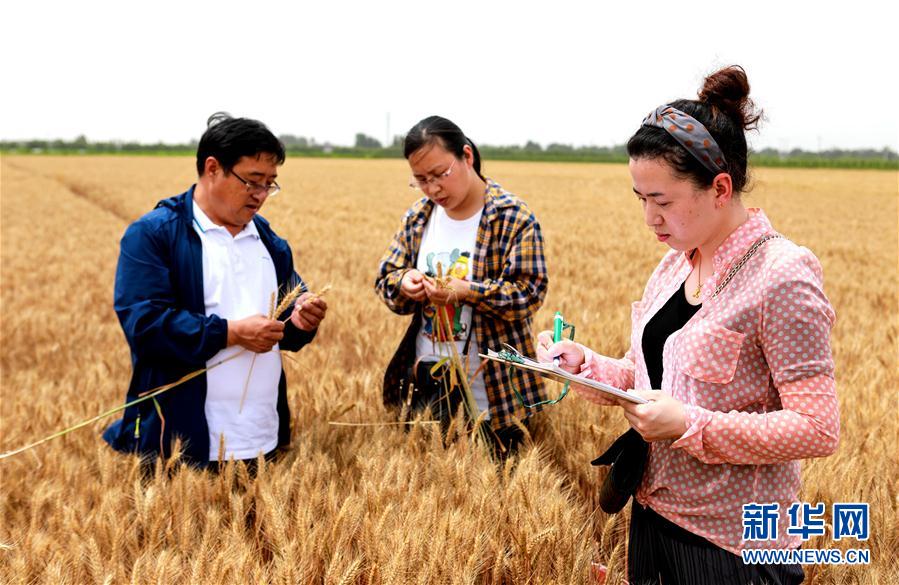（经济）（5）河北临漳：小麦测产迎丰收