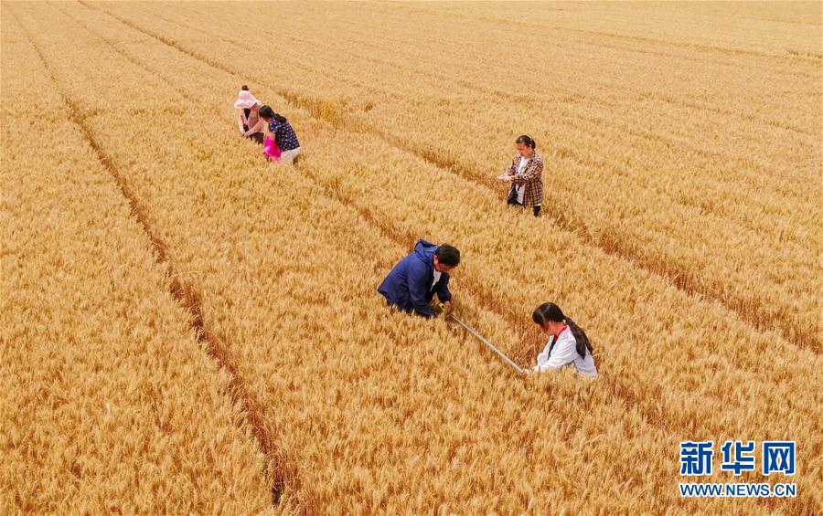 （经济）（6）河北临漳：小麦测产迎丰收