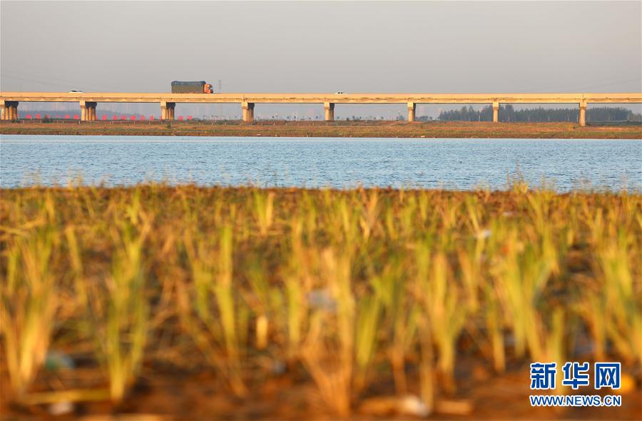（環境）（2）河北石家莊：滹沱河生態修復二期工程完工