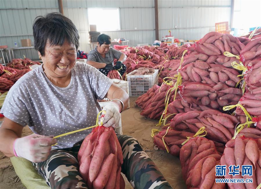 （經濟）（2）河北灤南：小紅薯大産業