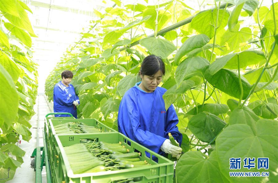 （社会）（4）河北邢台：建设现代农业园区 助推农业高质量发展