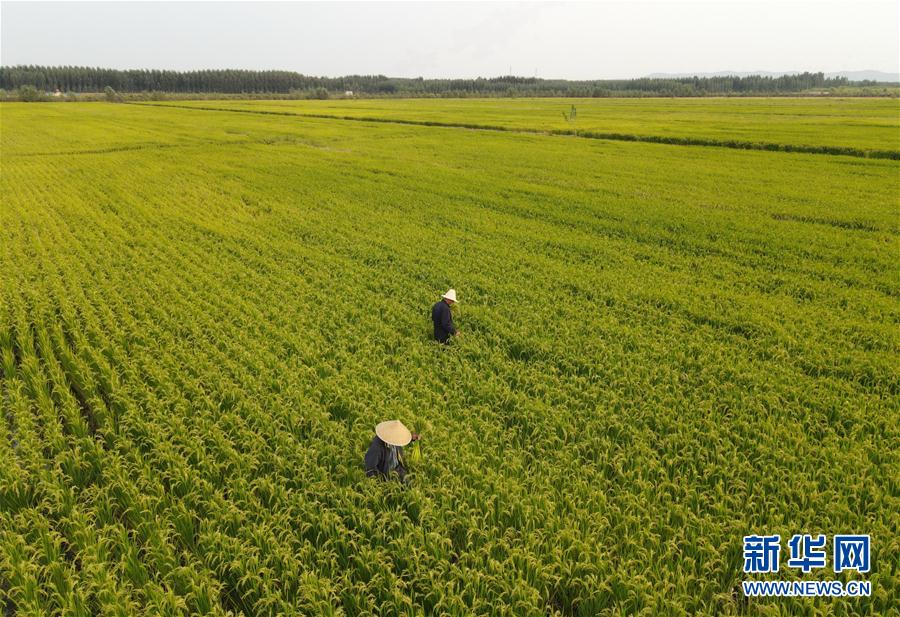 （经济）（1）河北卢龙：稻蟹立体种养促增收