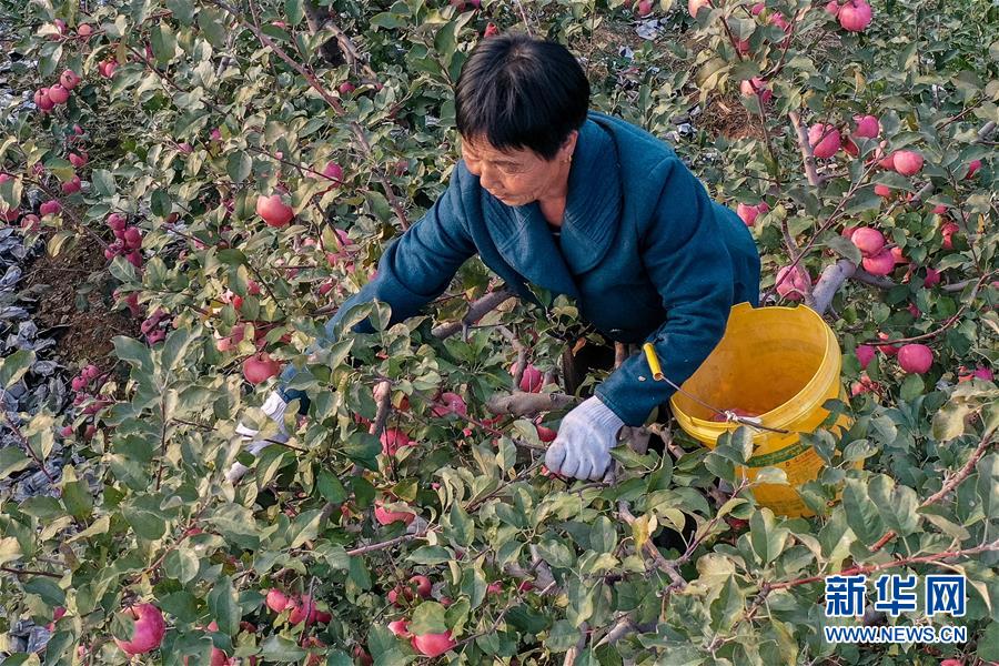 （社会）（3）河北迁安：苹果丰收富农家