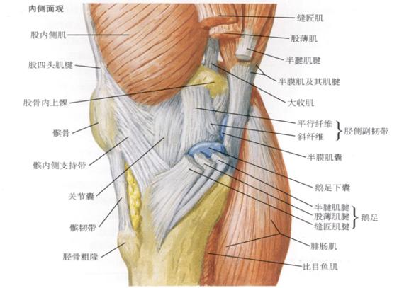 膝关节疼痛当心鹅足在作怪