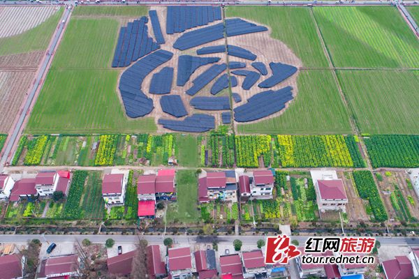 南县罗文村油菜花本周末将迎盛花期