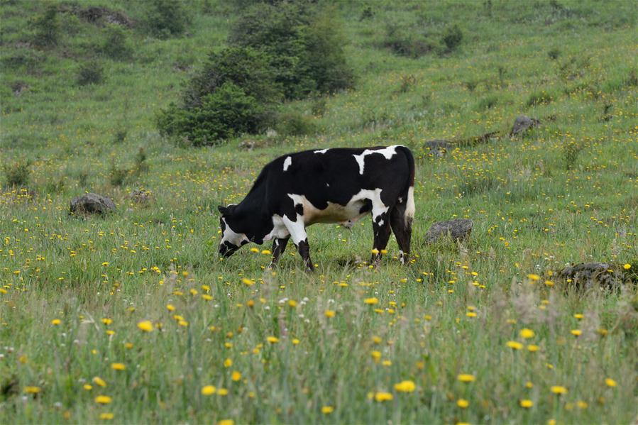 5月28日,奶牛在南山牧场吃草休憩.新华社发(陈振海摄)