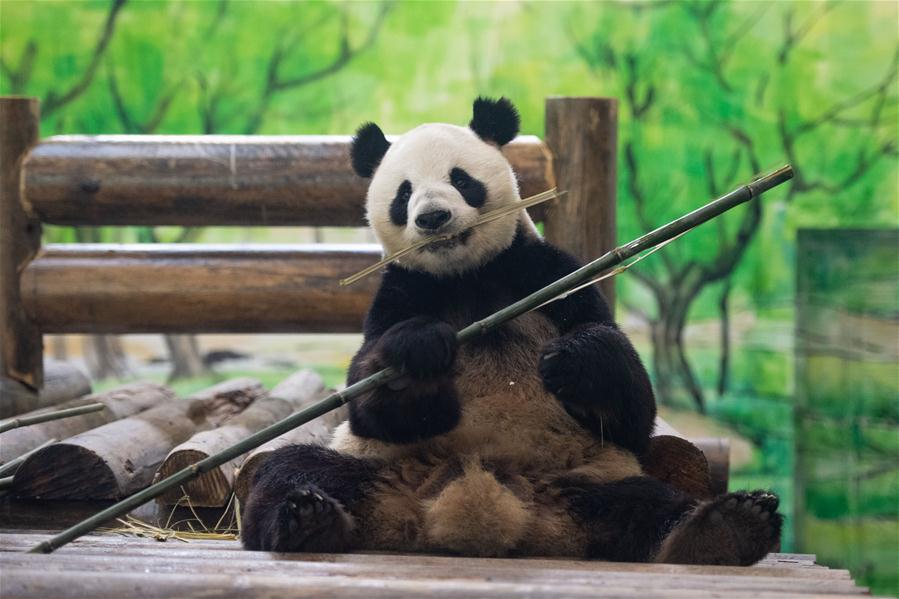 （新華視界）（1）8只大熊貓安家鳳凰