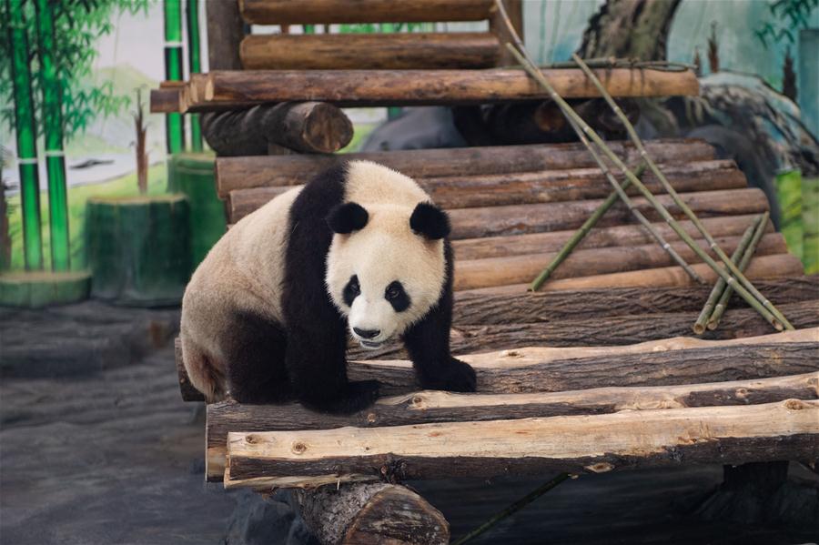 （新華視界）（3）8只大熊貓安家鳳凰