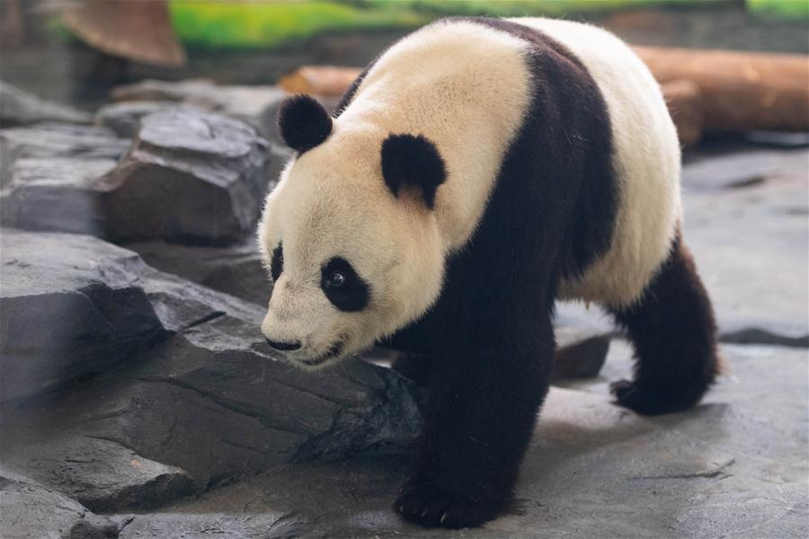 （新華視界）（2）8只大熊貓安家鳳凰