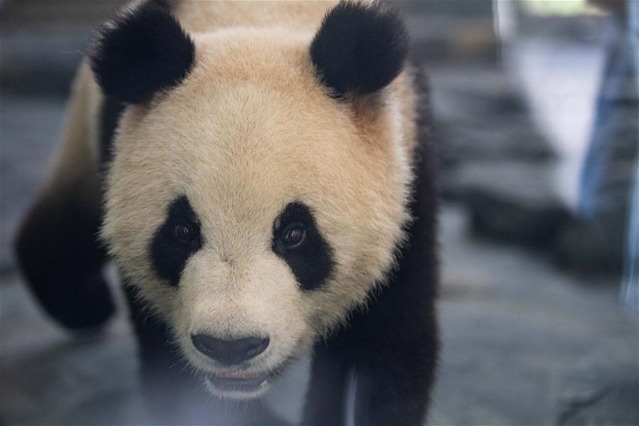 （新華視界）（4）8只大熊貓安家鳳凰