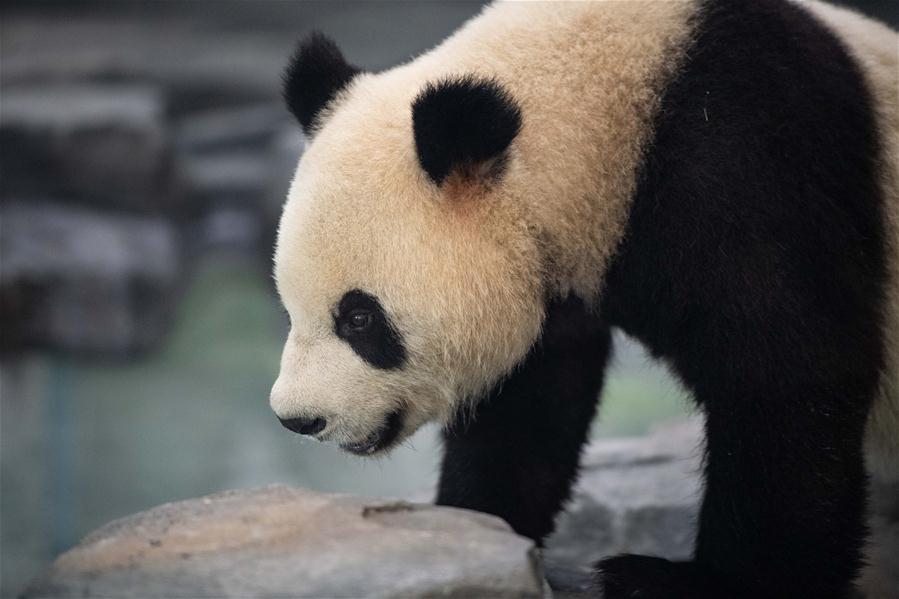 （社會）（1）8只大熊貓安家鳳凰
