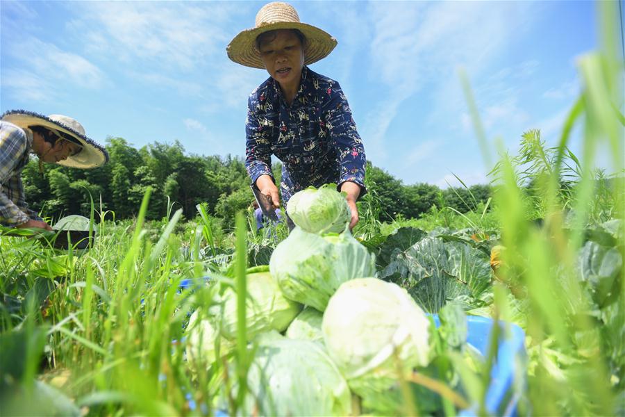 （經濟）（1）蔬菜産業助農脫貧增收