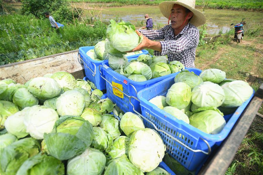 （經濟）（4）蔬菜産業助農脫貧增收