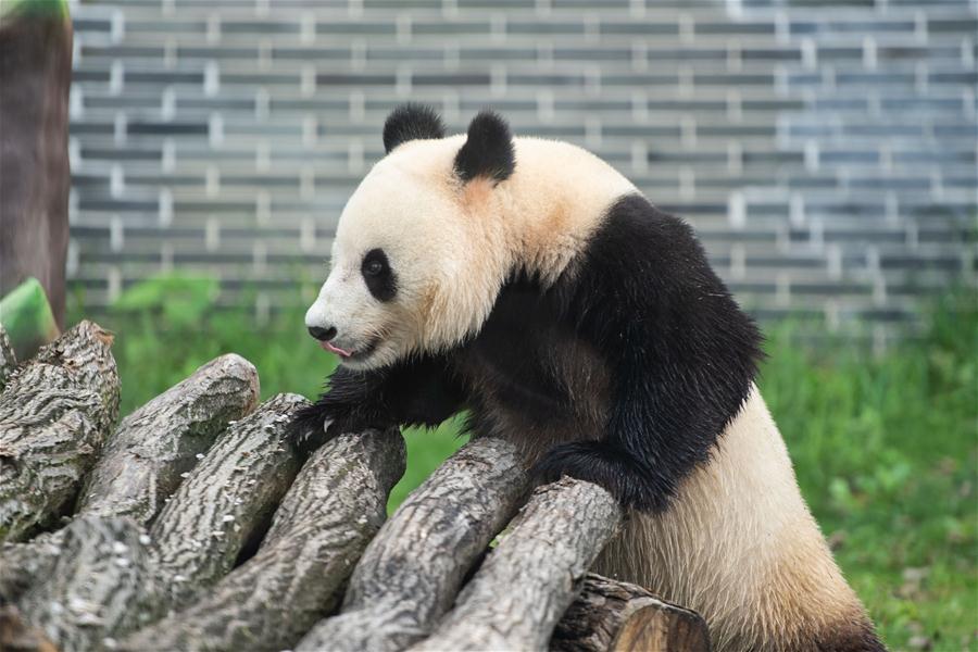 湖南湘西凤凰中华大熊猫苑正式开园