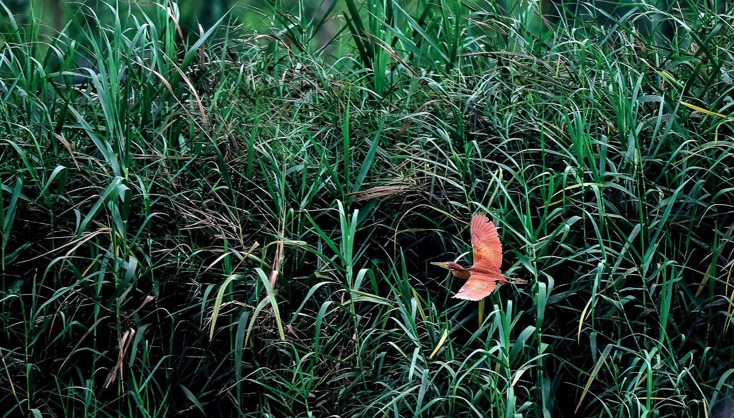 一只深紅色的栗葦鶼正在岸邊水草中飛速掠過。