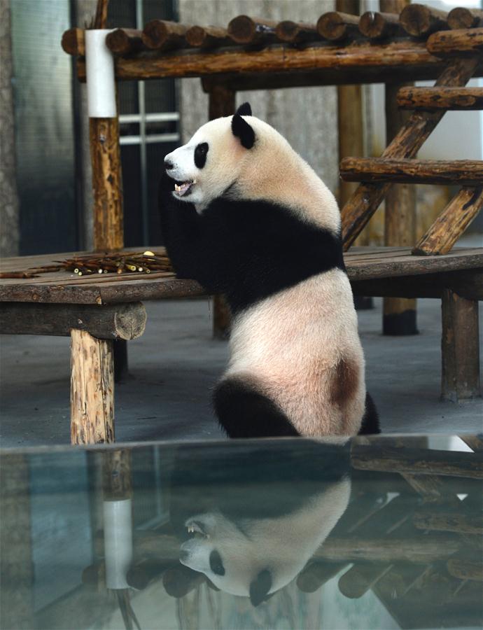 （新華視界）（2）大熊貓“大美”“青青”亮相長沙